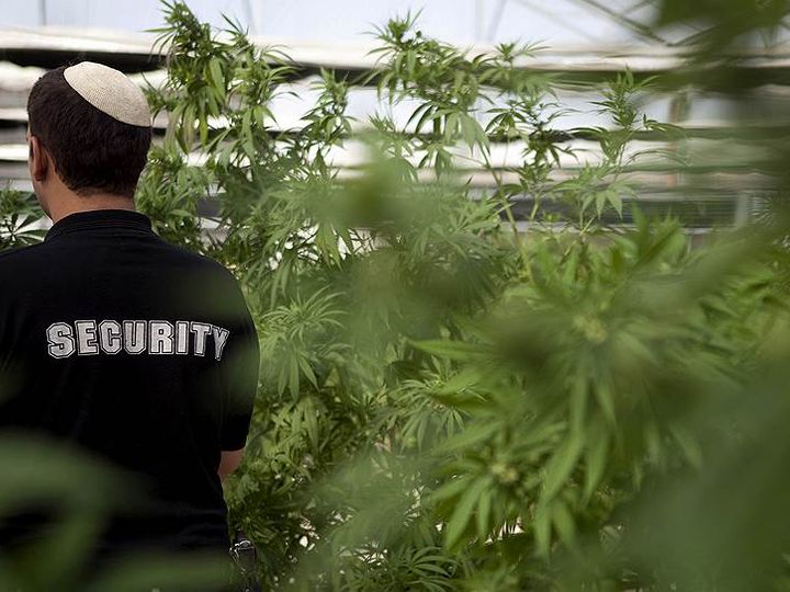 Израиль выращивание марихуаны конопля сколько грамм в кусте