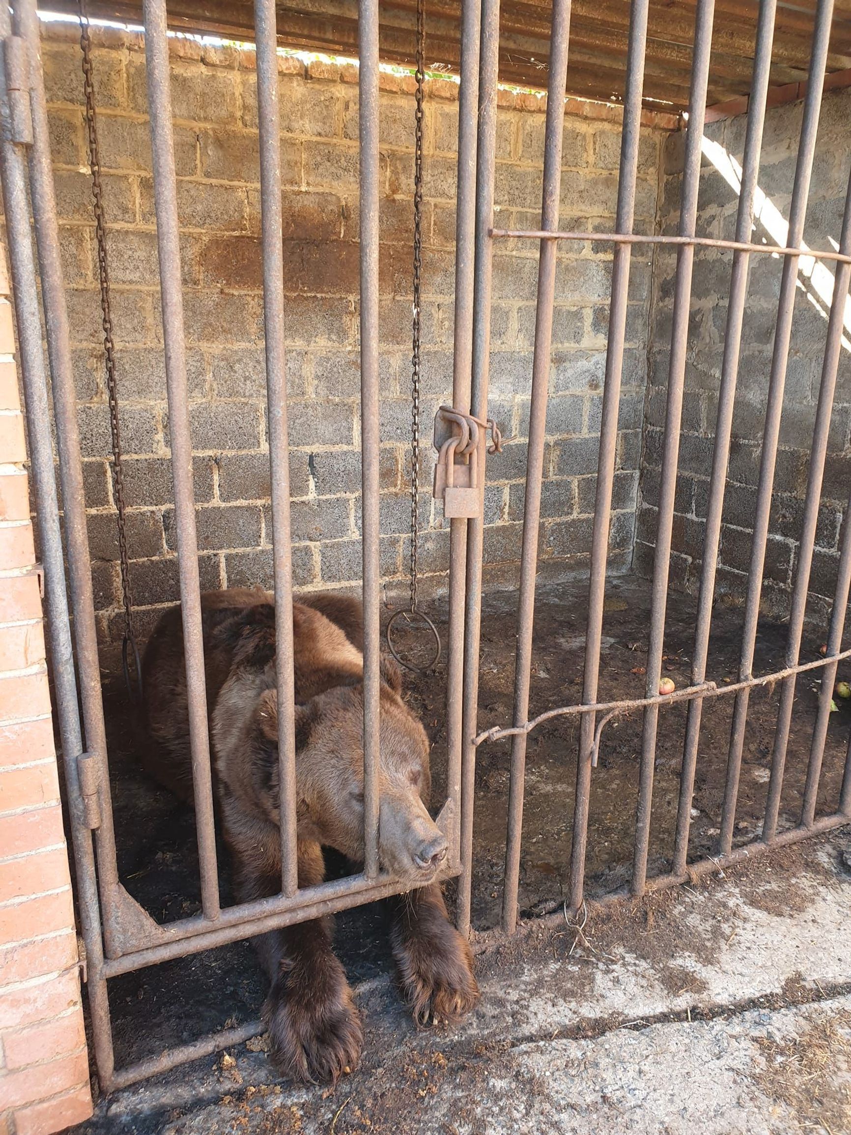 The enclosure of the bear in Bakhmut rescued by Natalia Popova