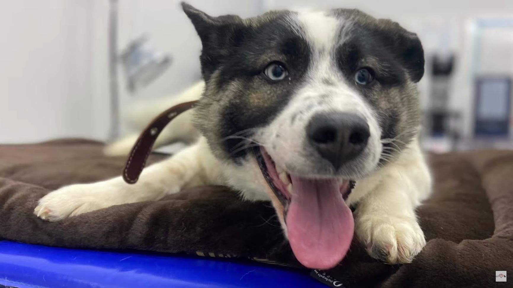 Спасенная из Якутска собачка Руна на обследовании в ветеринарной клинике в Москве