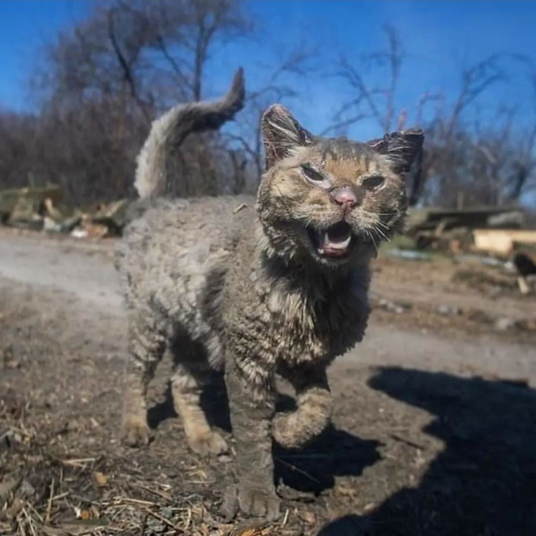 A cat injured by shelling