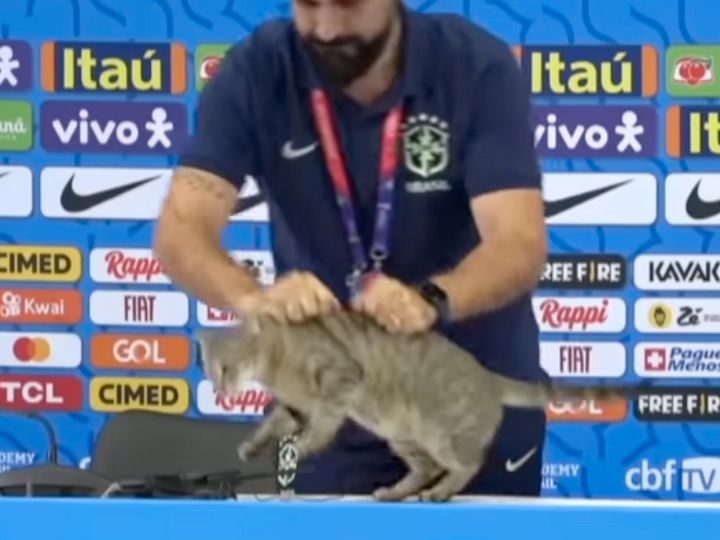 Пресс-атташе сборной Бразилии по футболу сбросил кота со стола и вызвал  этим скандал
