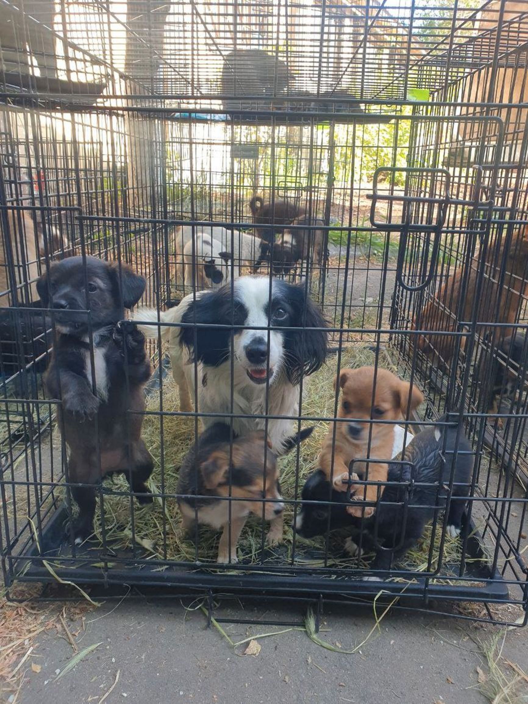 Dogs rescued by UAnimals