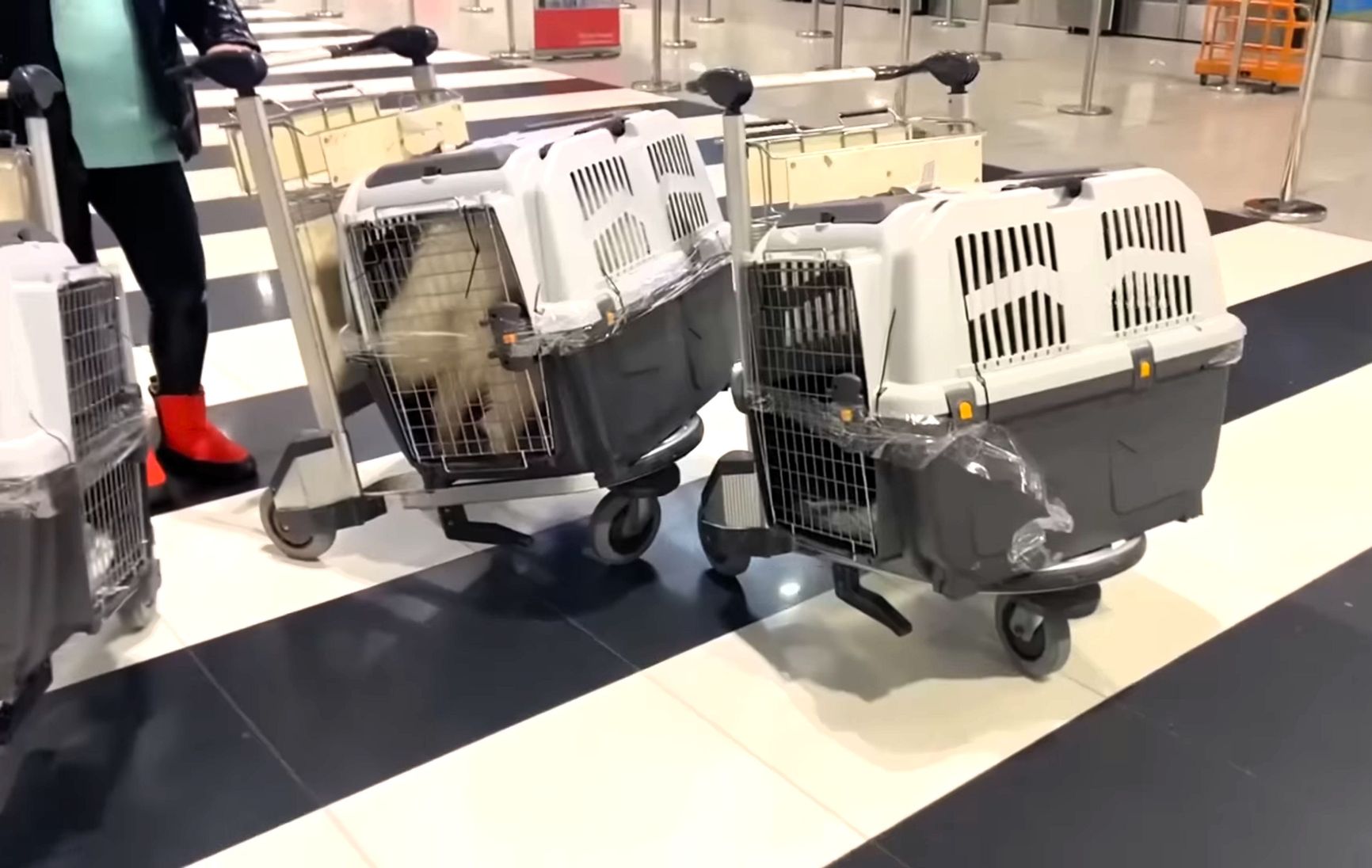 Crates with large dogs at Vnukovo Airport in Moscow