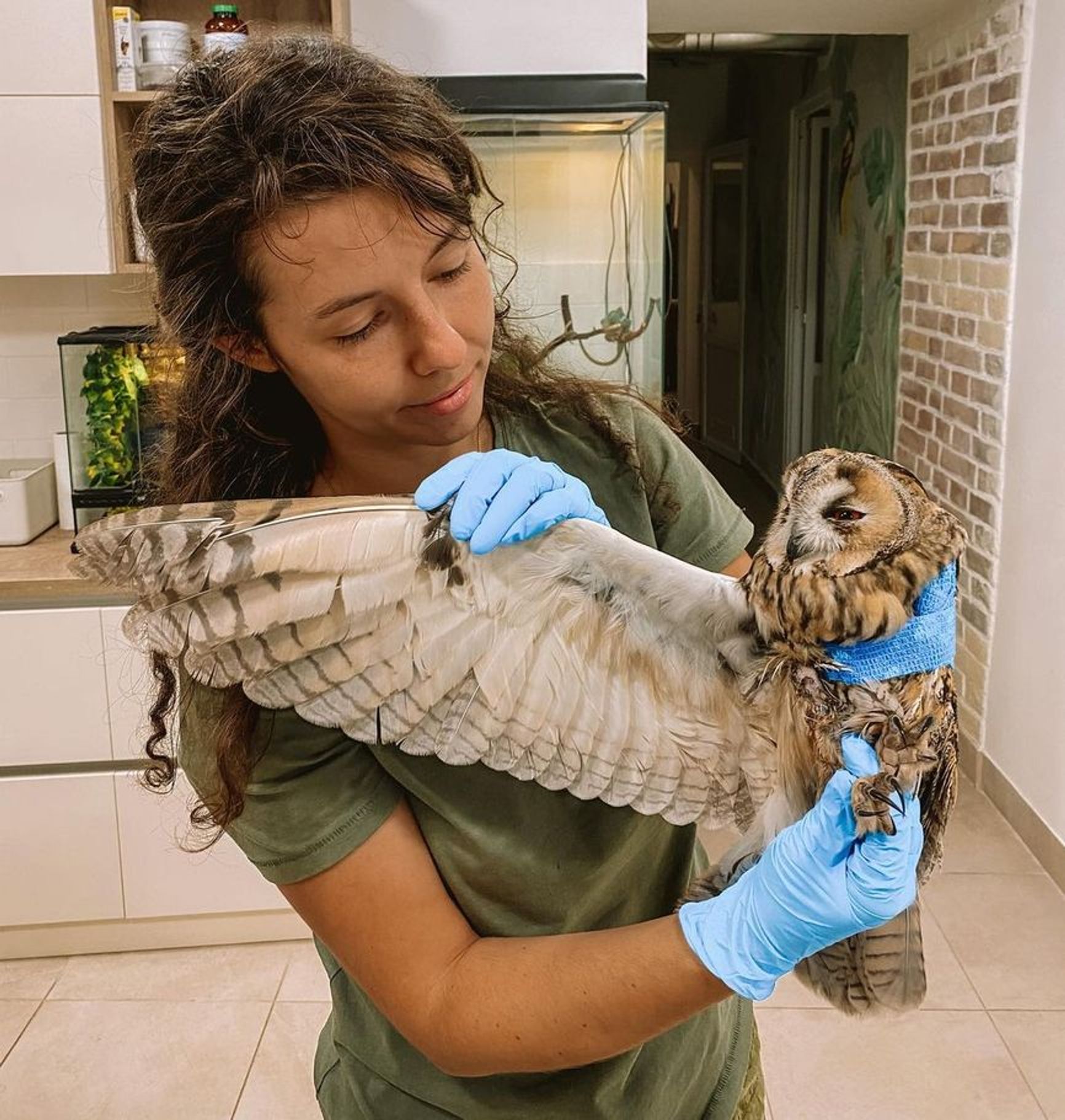 The owl rescued by the Stoyanovs managed to recover from a compound wing fracture