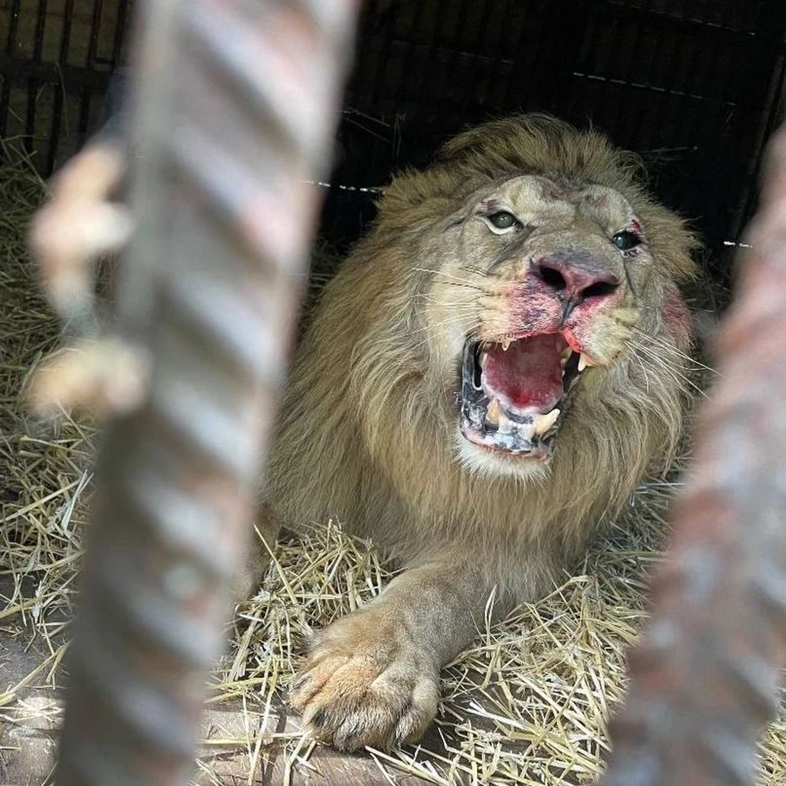 Pretzel the lion at the Natalia Popova Center. During the shelling in Kyiv, he was very frightened and beat himself against the cage