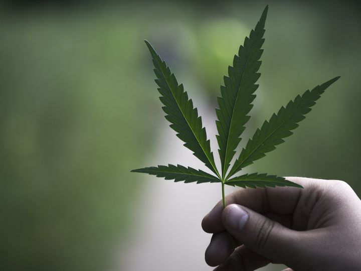 путин про легализацию марихуаны