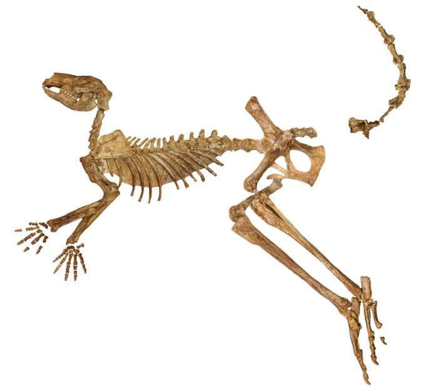 Найденный в озере Каллабонна почти полный ископаемый скелет вымершего гигантского кенгуру Protemnodon viator, в котором не хватает лишь нескольких костей руки, ноги и хвоста