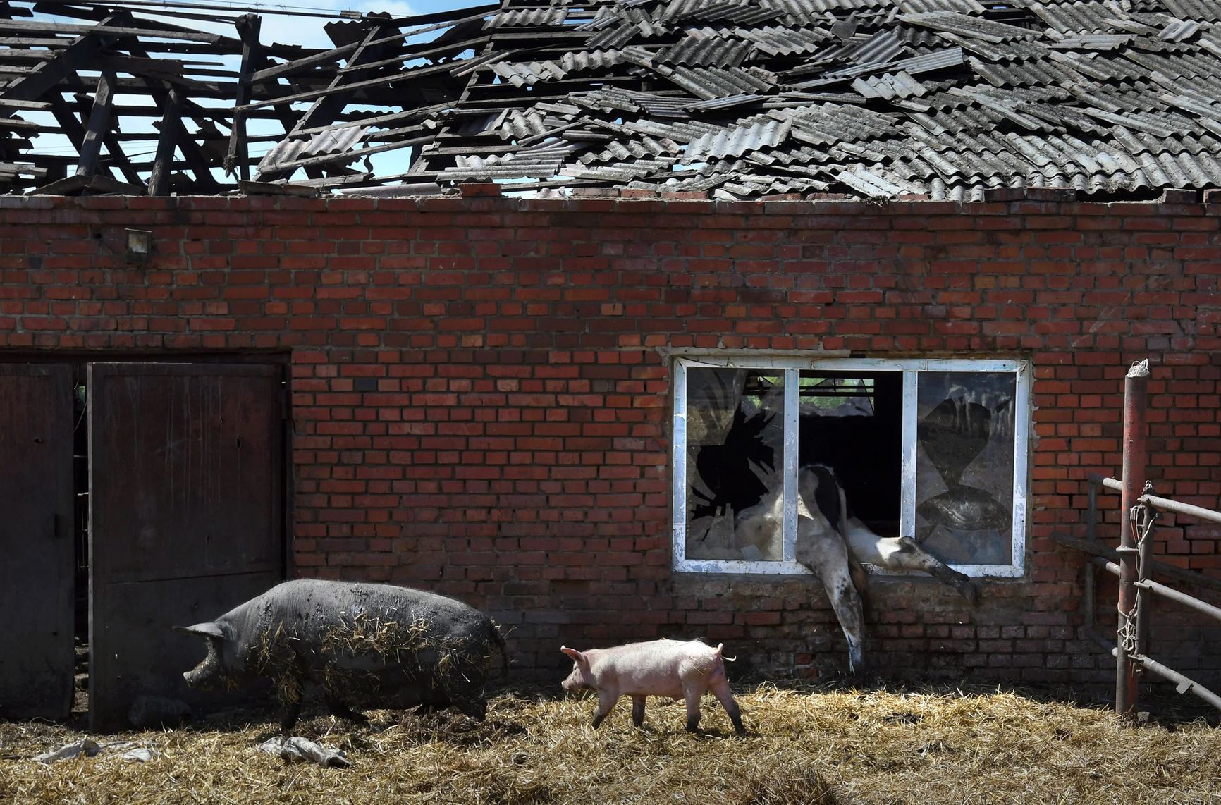 Ферма в Вильховке, Украина, потеряла 80 коров и 30 свиней за два месяца артиллерийских обстрелов и оккупации со стороны России. Фото от 14 мая
