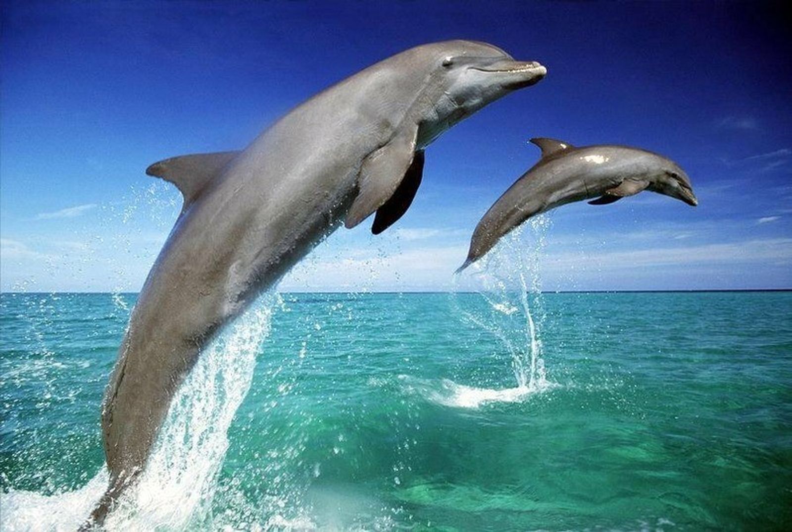 Черноморские дельфины-афалины