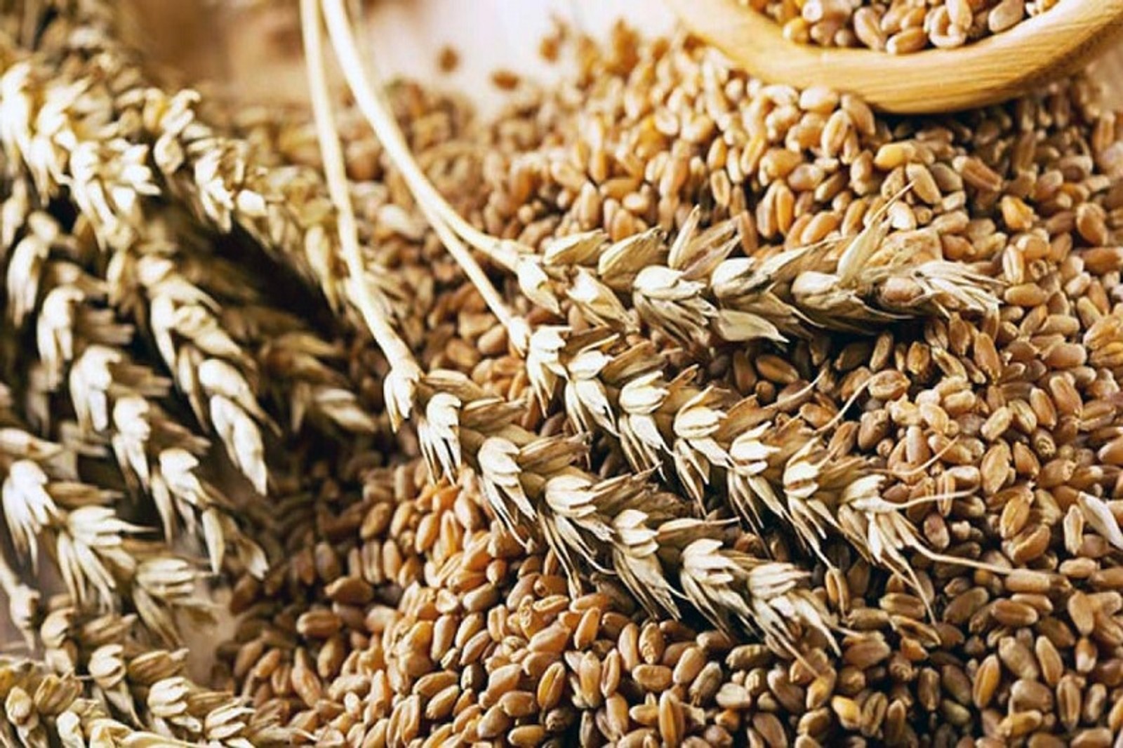 Замените пшеничные зерна. Пшеница. Пшеница и меслин. Зернышко пшеницы. Тонна пшеницы.