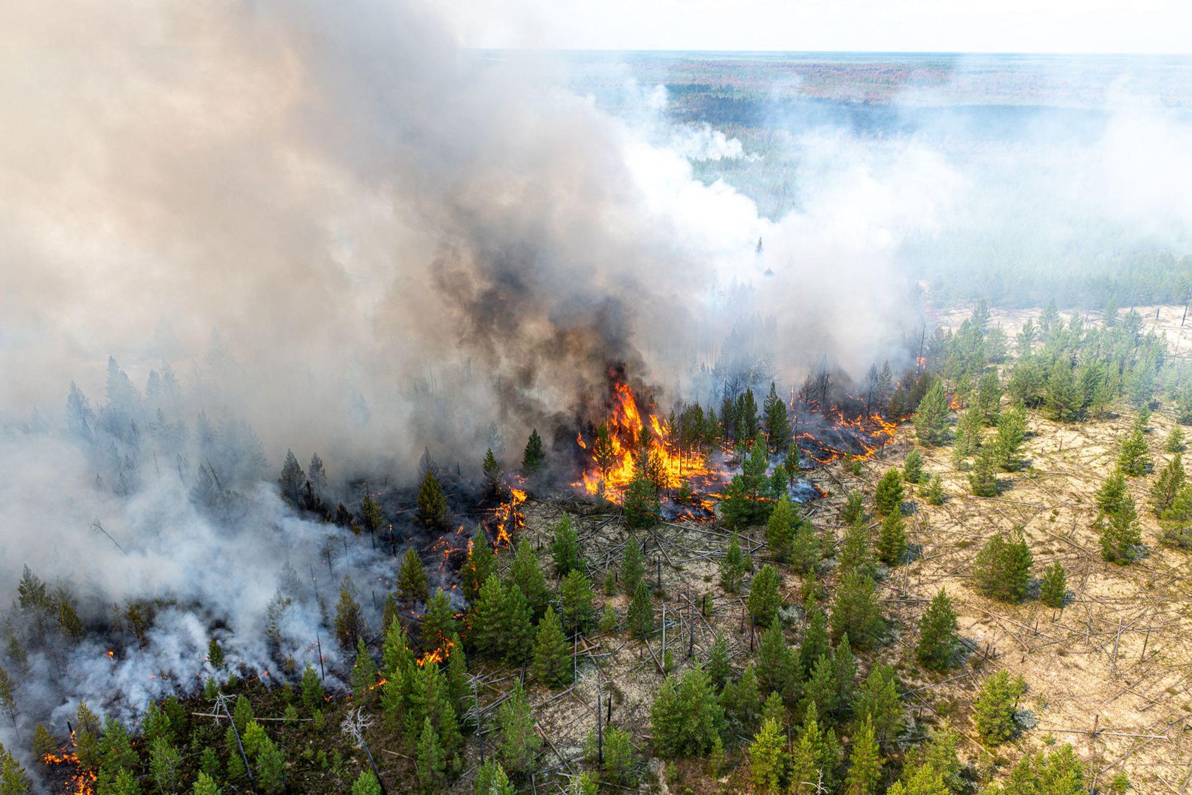 В России площадь лесных пожаров в 2018 году составила три миллиона гектаров