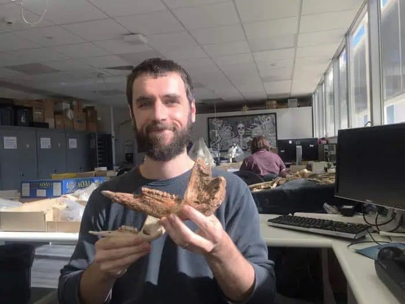 Палеонтолог доктор Айзек Керр демонстрирует ископаемую челюсть гигантского кенгуру Protemnodon viator и гораздо меньшую челюсть самого крупного из ныне живущих кенгуру — большого рыжего
