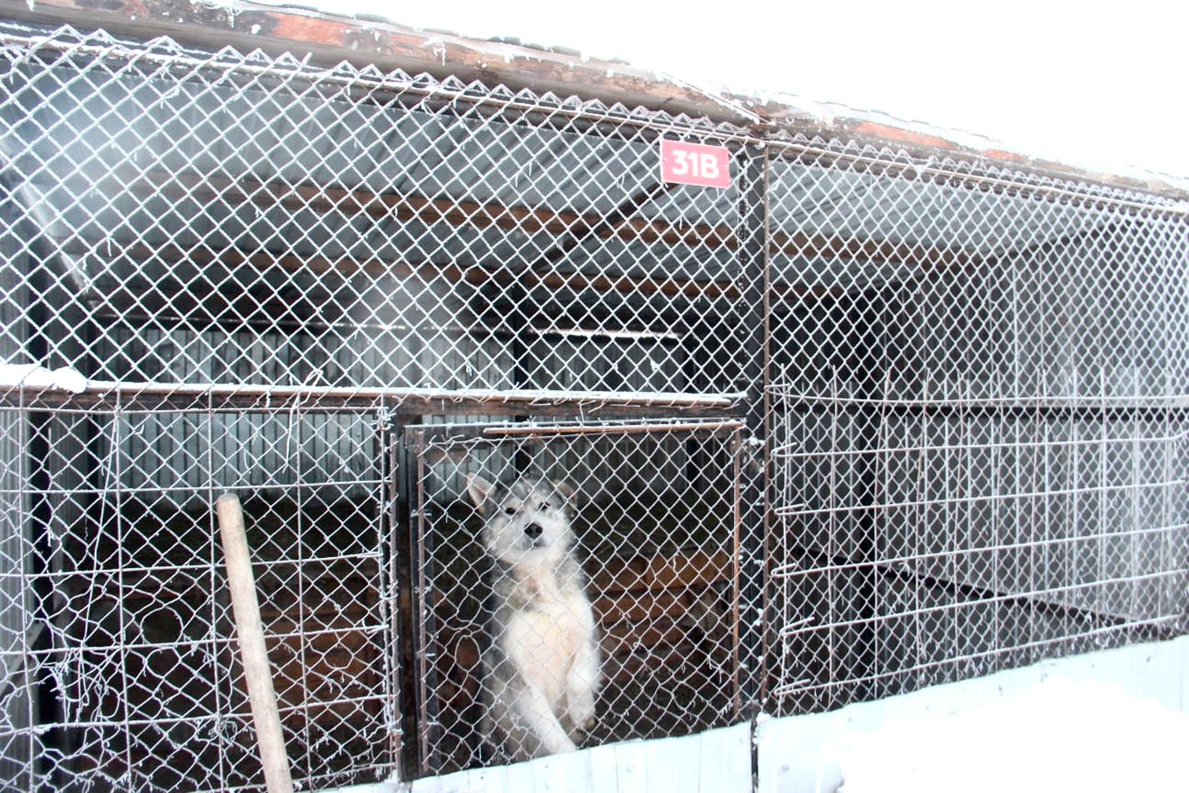 A dog in an enclosure at the Help Survive Shelter