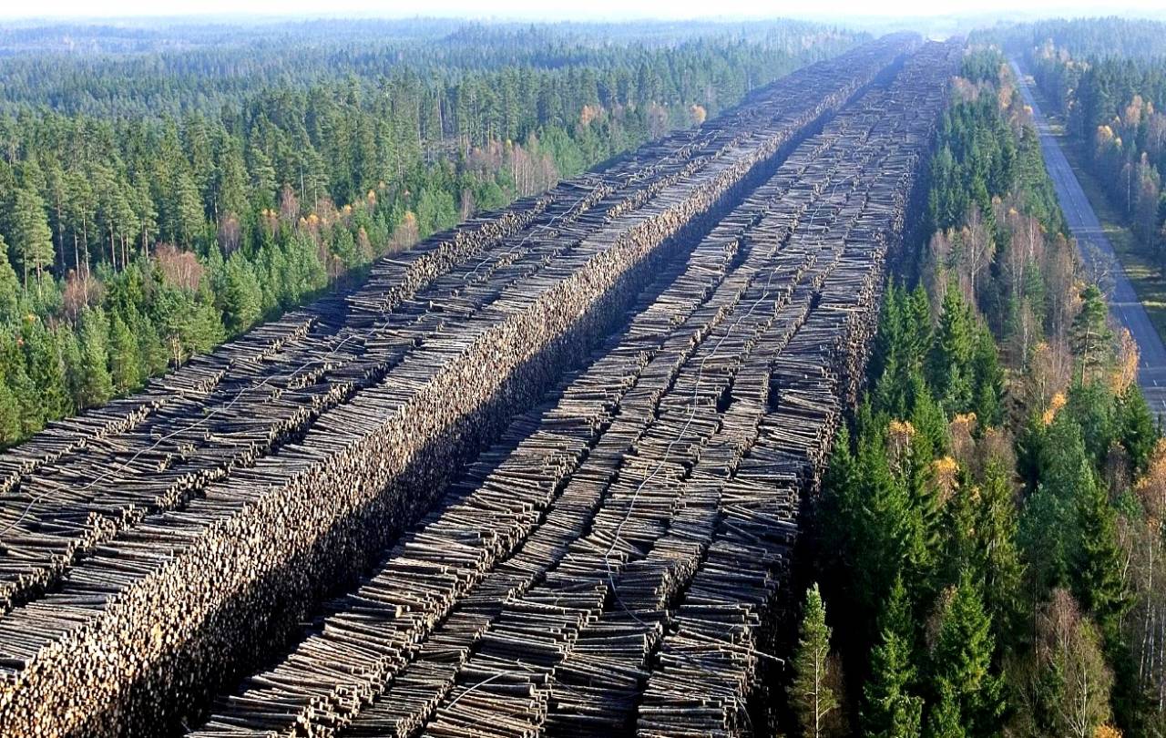 Экс-прокурор Иркутска задержан по делу о взятке за пособничество в продаже леса в Китай