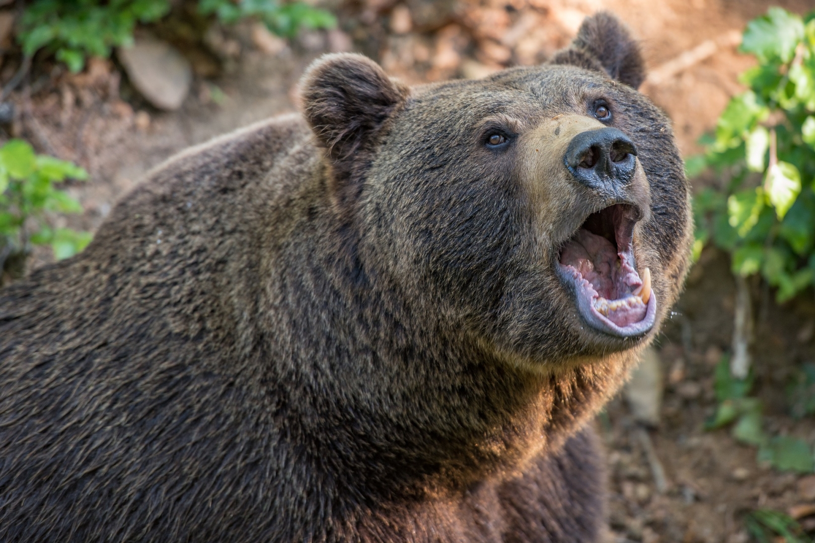 В Красноярском крае найдено тело туриста, растерзанного медведем в нацпарке «Ергаки»