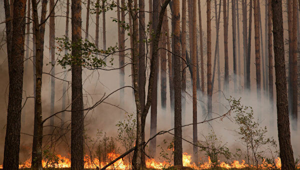 Лесной пожар подошел вплотную к закрытому городу Саров. Сотрудники КПП на въезде в город лопатами пытаются сбить пламя 