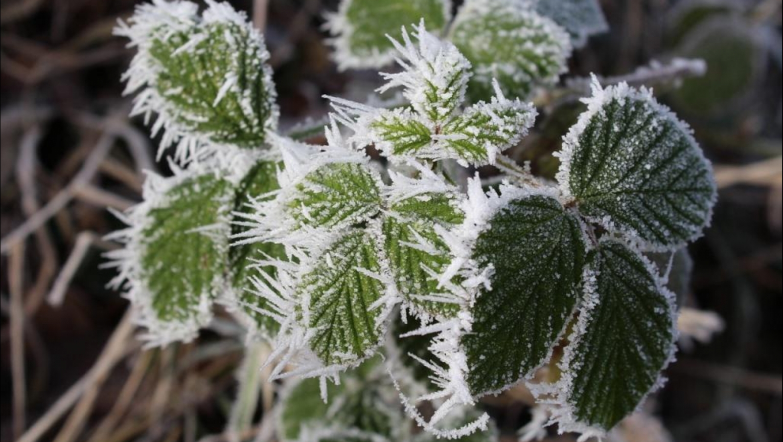 Гидрометцентр предупредил о заморозках во многих регионах России в течение ближайших дней