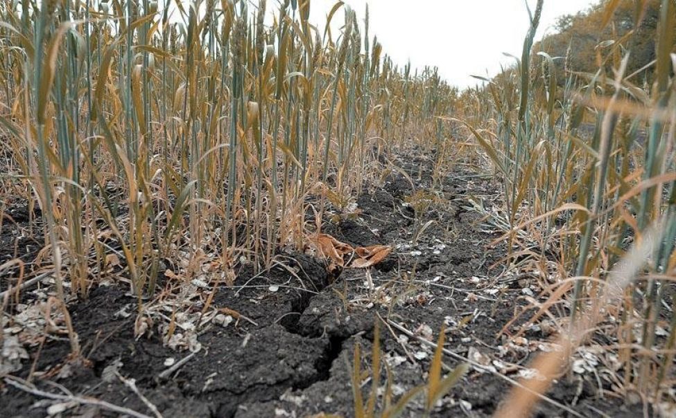 В Чувашии из-за засухи и гибели почти половины урожая ввели режим ЧС