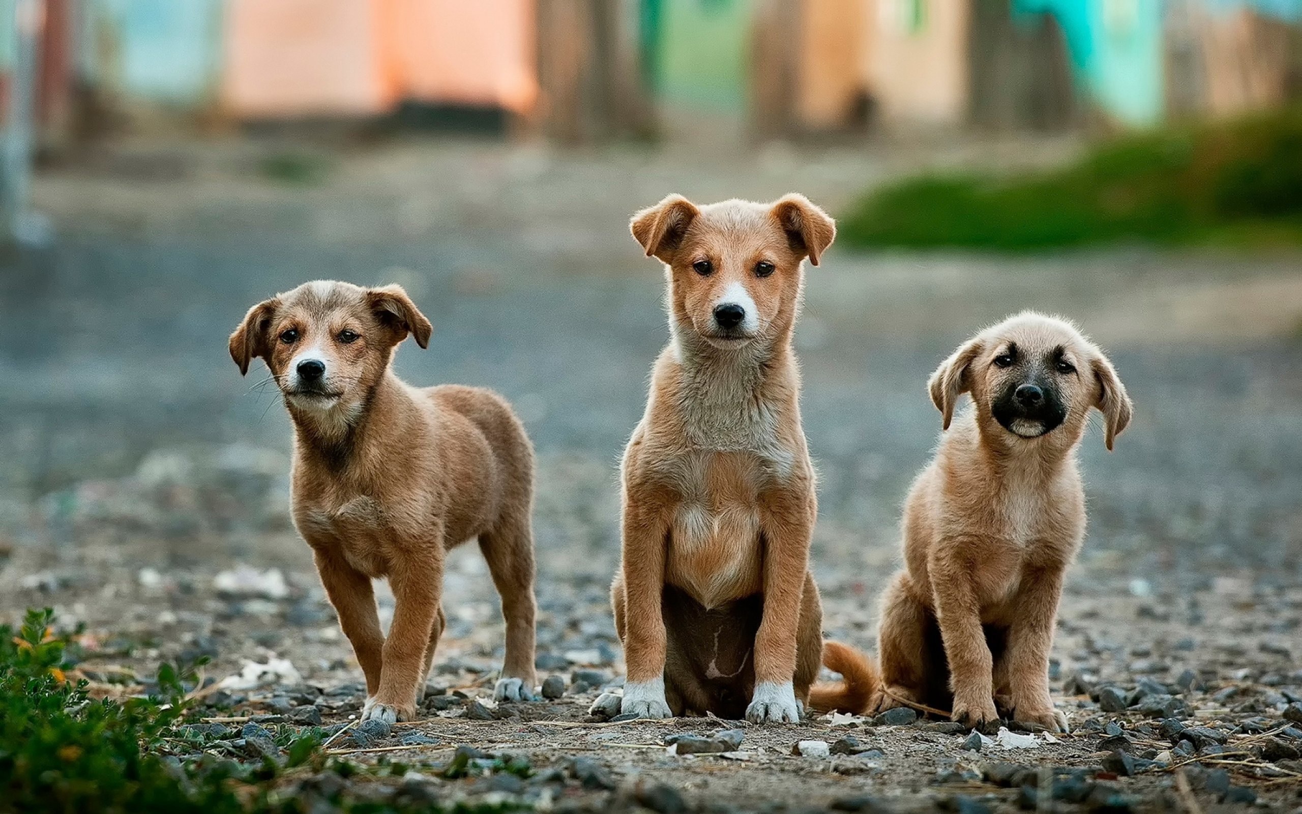 Парламент Южной Кореи принял закон, запрещающий разведение и убой собак с целью употребления их мяса в пищу
