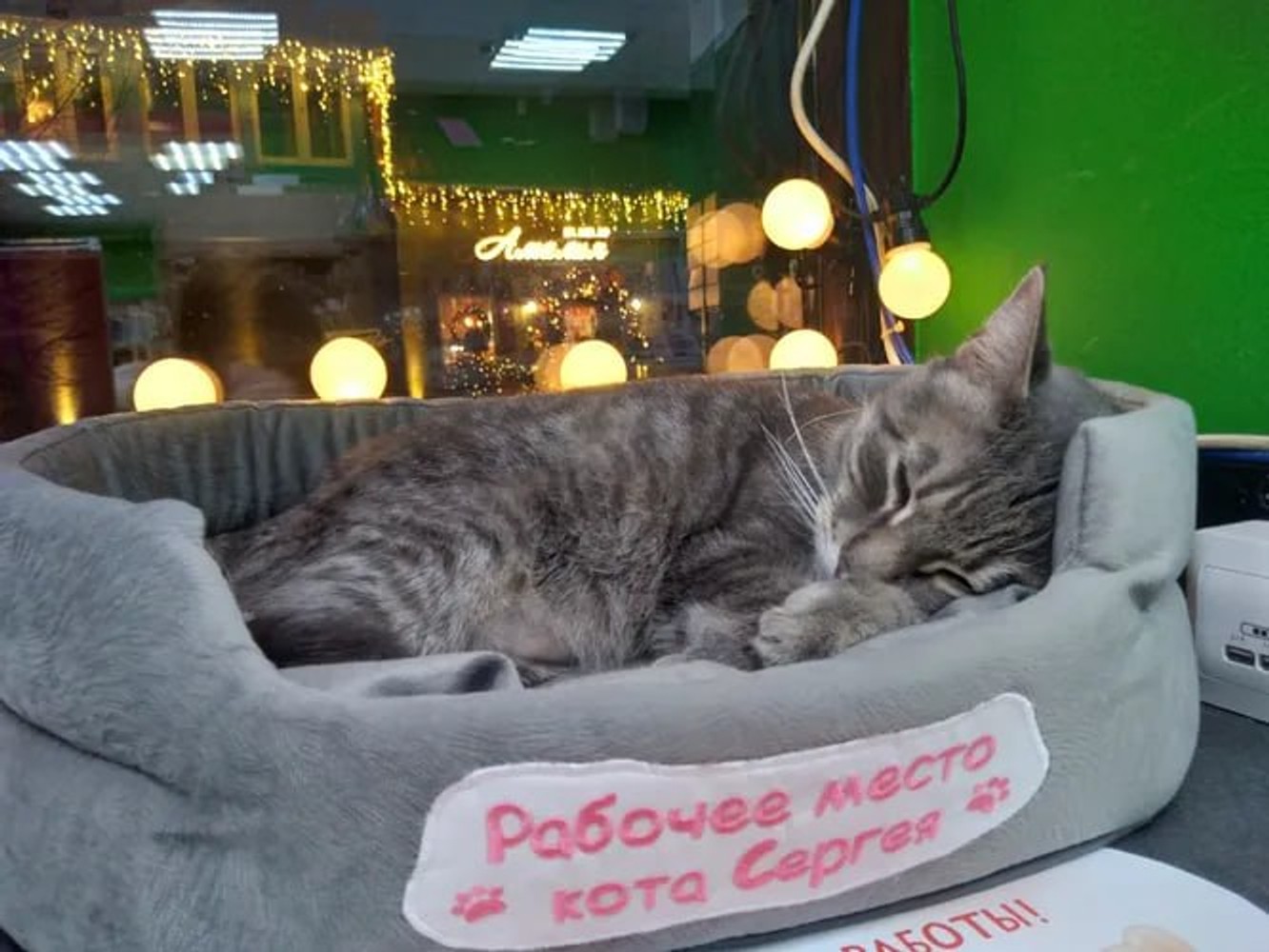 Роспотребнадзор не разрешил вернуть «уволенного» из магазина в Зеленоградске кота Сергея, несмотря на просьбы тысяч россиян