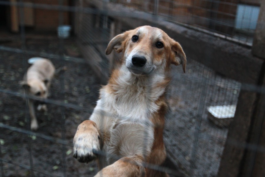 В Якутии разрешили убивать бездомных собак, которых не забрали из приюта в течение месяца