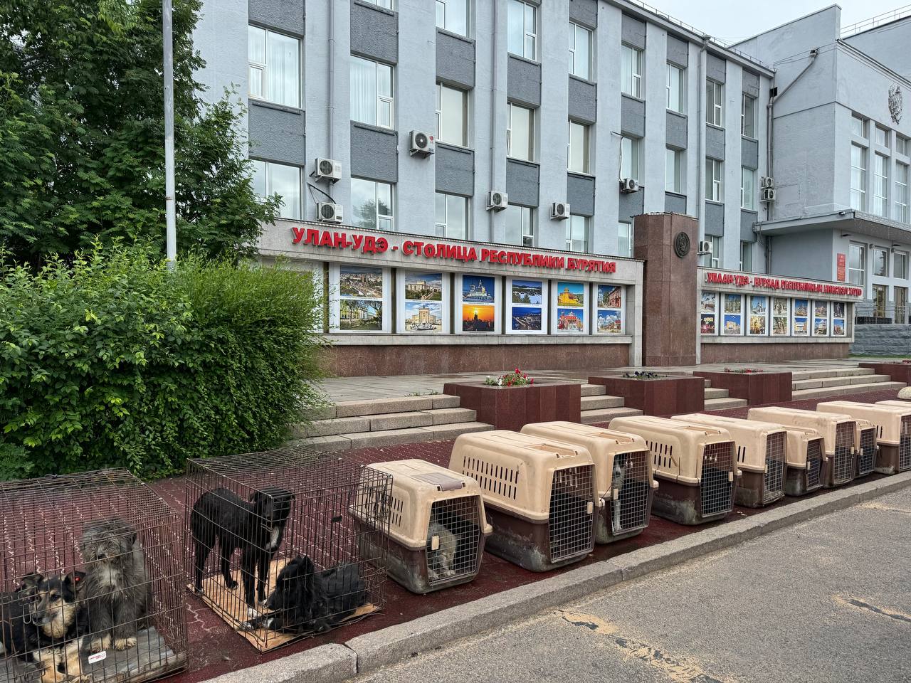 Служба отлова привезла клетки с собаками к администрации Улан-Удэ и пригрозила их выпустить из-за нехватки денег на содержание
